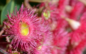 Roter-Eukalyptus-Eucalyptus-ficifolia-20-Samen