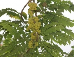 -Phyllanthus-acidos-AMLA-Indian-Gooseberry-Stachelbeerbaum-10-Samen