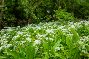 Brlauch-Allium-ursinum--Waldknoblauch-100-Gramm-ca-20000-Samen