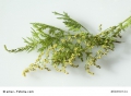 Bild 2 von Einjähriger Beifuss Artemisia annua Qing Hao 1000 Samen