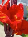 Bild 2 von Canna Indica Indisches Blumenohr 10 Samen rot  gelb gemischt