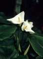 Zantedeschia Zimmercalla 5 Samen