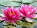 Lotus rot Nelumbo nucifera 100 Samen