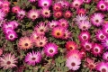 Bild 1 von Mittagsblume Eisblume glitzernder Blickfang Mesembryanthemum crystallinum 50 Samen