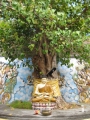 Buddha Baum Ficus religiosa 1000 Samen Bonsai-geeignet