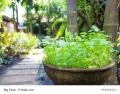 Indischer Wassernabel Gotu Kola Centella asiatica Tigergras 100 Samen