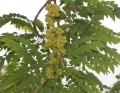  Phyllanthus acidos AMLA Indian Gooseberry Stachelbeerbaum 10 Samen