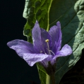 Alraune - Mandragora officinarum  100 Samen