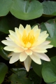 Lotus gelb Nelumbo nucifera 100 Samen