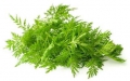 Bild 1 von Einjähriger Beifuss Artemisia annua Qing Hao 100 Samen