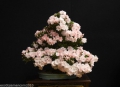 Bild 2 von Japanische Zierkirsche Prunus serrulata 1000 Samen Bonsai geeignet