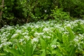 Bärlauch Allium ursinum  Waldknoblauch 5 Gramm (ca. 1000 Samen)