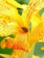 Canna Indica Indisches Blumenohr 10 Samen gelb 10 Samen