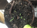 Bild 3 von Einjähriger Beifuss Artemisia annua Qing Hao 1000 Samen