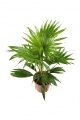 Livistona rotundifolia Serdang Schirmpalme 100 Samen