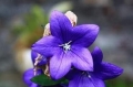 Blaue Ballonblume Platycodon grandiflorus winterhart Steingarten 50 Samen