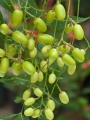 Niembaum Azadirachta indica 100 Samen