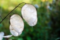 Lunaria biennis Silberblatt 10  Gramm Samen - entspricht ca. 500 Samen