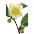 Echter Teestrauch Camellia sinensis 100 Samen